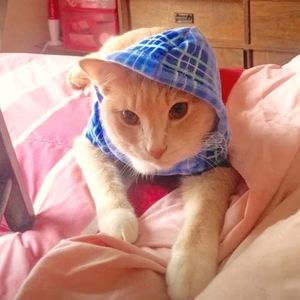 Blue Plaid Hoodie for Cat or Dog EUC